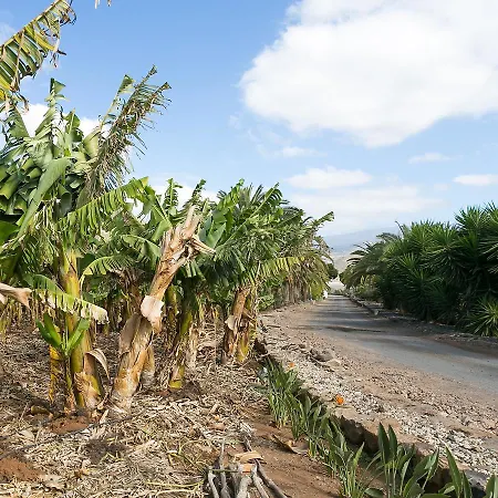 Amarilla Las Rosas (Arona, Tenerife)