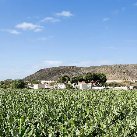 Amarilla * Las Rosas (Arona, Tenerife)